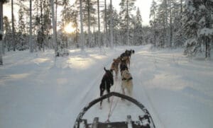 suede laponie lulea brandon lodge pine bay lodge chiens traineau safari activite archipel o-nord