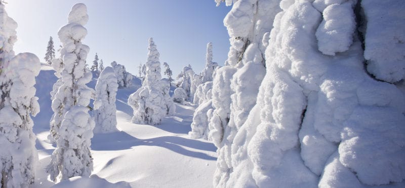 finlande laponie neige poudreuse arbres o-nord