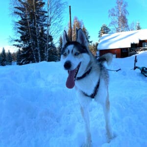 suede laponie lulea Jopikgården sejour hiver activite huskies neige safari o-nord