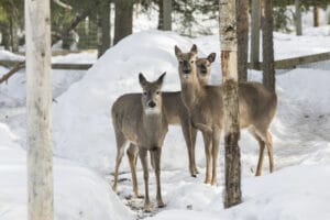 finlande laponie ranua resort parc ranua rovaniemi hiver neige biches animaux zoo o-nord