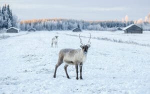 finlande laponie safari motoneige rovaniemi animaux renne neige o-nord