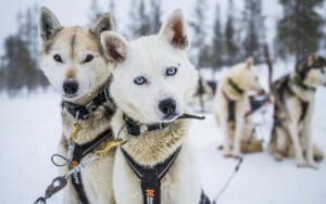 finlande laponie saariselka star arctic hotel activite chiens huskies traineau excursion hiver o-nord