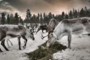 finlande laponie saariselka star arctic hotel activite rennes excursion hiver o-nord
