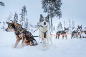 finlande laponie inari wilderness hotel huskies foret neige hiver o-nord