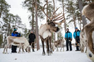 finlande laponie inari wilderness hotel ferme rennes foret neige hiver o-nord