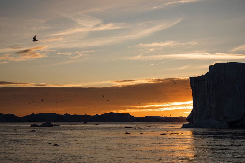 groenland ilulissat oiseaux coucher de soleil ocean vol o-nord