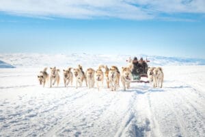 groenland kangerlussuaq chiens traineaux hiver meute soleil jour o-nord