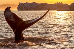 groenland ilulissat baleine coucher de soleil de minuit ete ocean o-nord