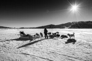 groenland ilulissat traineau chiens immensite blanc meute experience unique o-nord