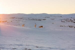 groenland kangerlussuaq rennes hiver neige nourriture soleil levant o-nord