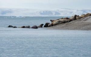 norvege spitzberg croisiere grands espaces bande morse calotte glaciaire ete arctique o-nord