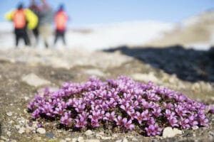 norvege spitzberg croisiere grands espaces fleurs ete arctique o-nord