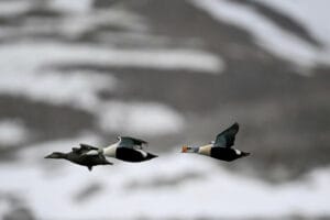 norvege spitzberg croisiere grands espaces oiseau faune ete arctique o-nord