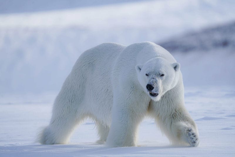 norvege spitzberg croisiere grands espaces ours ete arctique o-nord