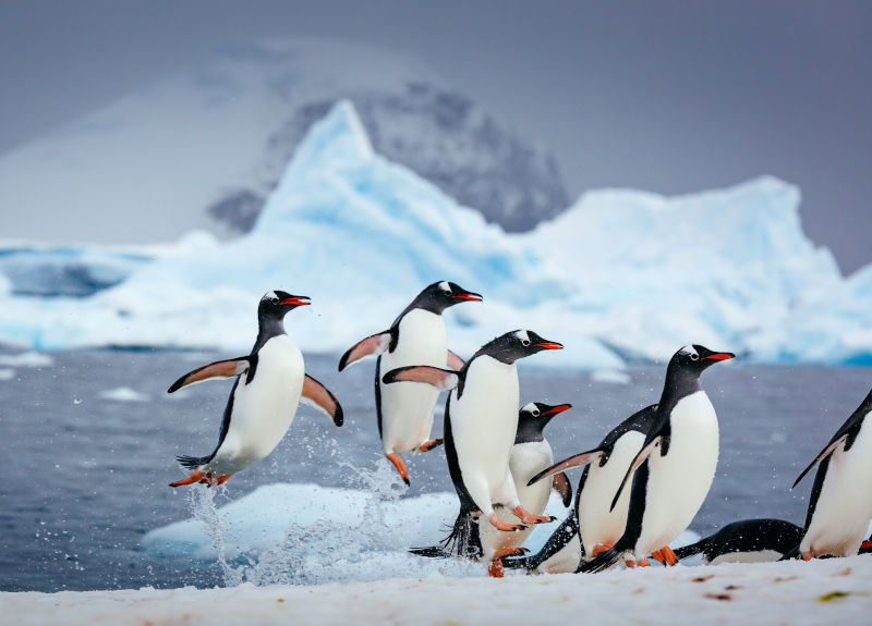 antarctique croisière pingouins banquise glacier icebergs voyage luxe o-nord