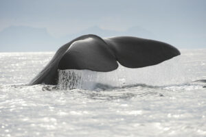 norvege spitzberg circuit accompagne lofoten vesteralen senja safari baleine petit groupe voyage o-nord