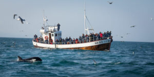 islande reykjavik circuit safari baleine bateau peche voyage o-nord