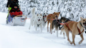 finlande vuokatti sejour safari chiens traineau neige poudreuse arbres voyage o-nord