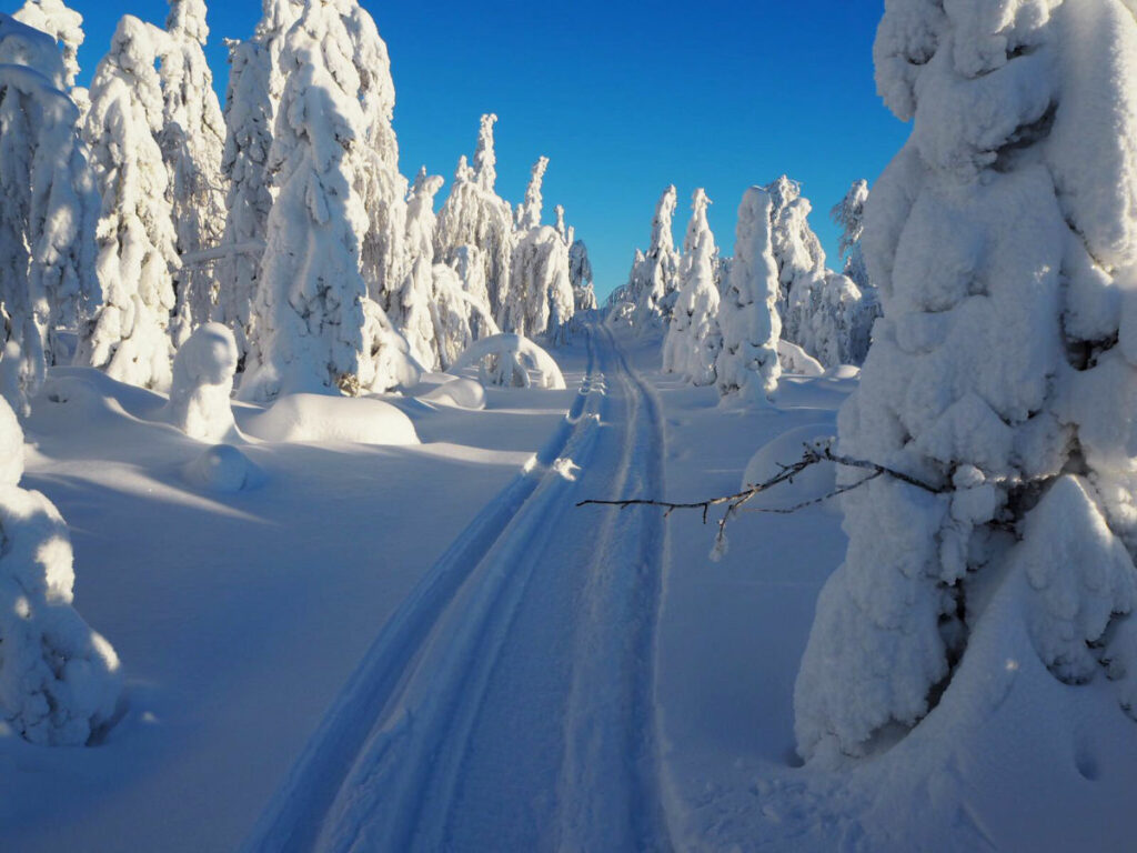 finlande vuokatti sejour paysage neige poudreuse arbres voyage o-nord