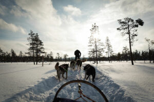 suede amotsbruk hotel stilleben durabilite activite hiver safari chiens voyage o-nord