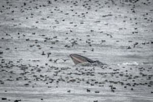 etats-unis alaska colombie britannique dutch harbour baleine oiseaux voyage o-nord