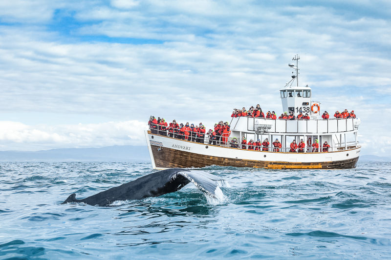islande husavik safari baleines ocean arctique bateau voyage o-nord