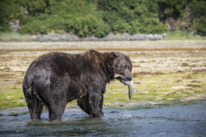etats-unis alaska colombie britannique katmai ours chasse ours voyage o-nord