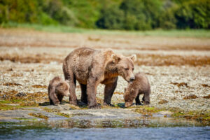 etats-unis alaska colombie britannique kodiak famille ours brun voyage o-nord
