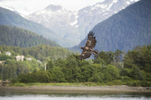 etats-unis alaska colombie britannique sitka oiseau sauvage voyage o-nord