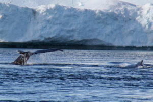 groenland glacier baleine croisière faune observation voyage o-nord