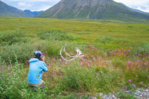 etat-unis alaska fairbanks cercle arctique photographie nature faune flore northern alaska tour company voyage o-nord