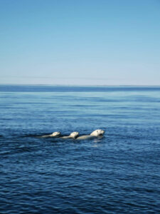 canada quebec nunavik sejour iles Gyrflacon ours polaire mer voyage o-nord