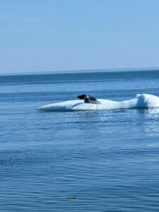 canada quebec nunavik sejour iles Gyrflacon phoque mer ocean arctique voyage o-nord