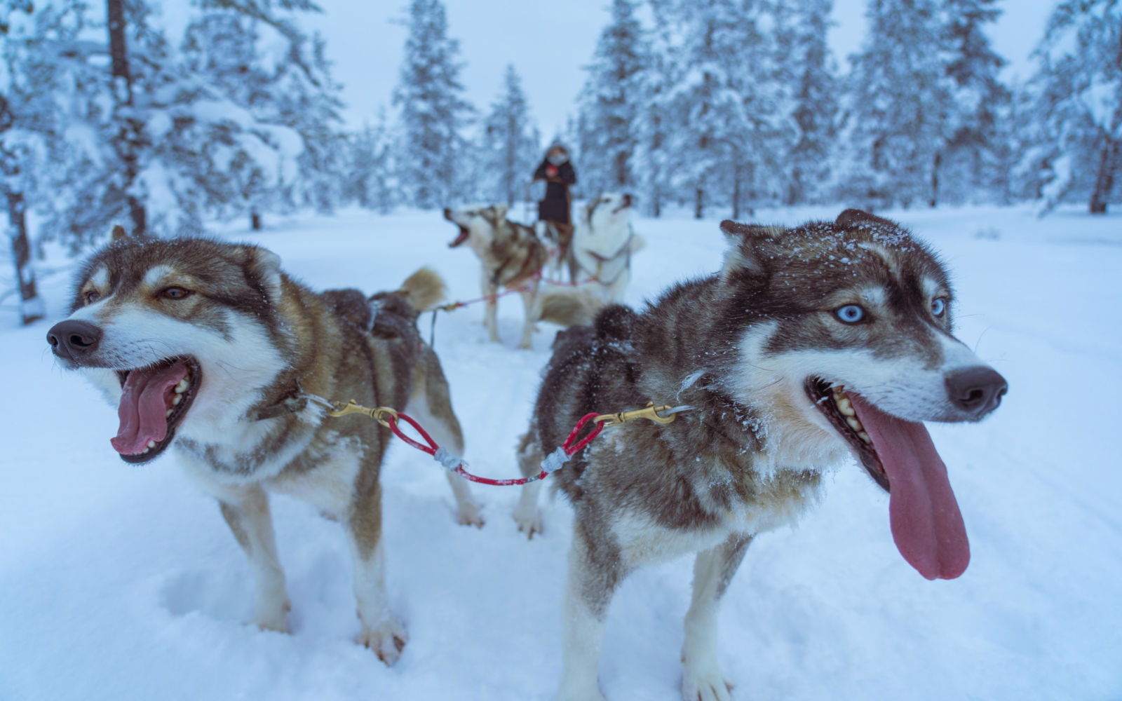 finlande norvege suede laponie safari chiens traineau balade voyage o-nord
