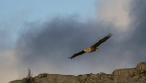 norvège rorvik aigle faune observation paysage croisière voyage o-nord