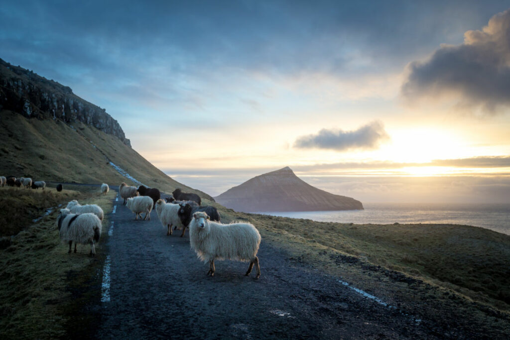 danemark féroé montagnes paysage moutons route autotour voiture séjour voyage o-nord