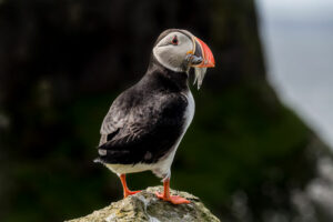 feroe torshavn archipel oiseau macareux rocher voyage o-nord