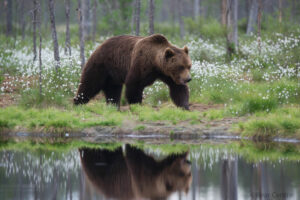 finlande lentiira bear centre observation faune sauvage ours voyage o-nord