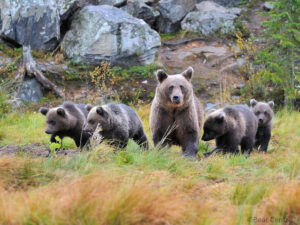 finlande lentiira bear centre observation faune sauvage ours famille mere oursons voyage o-nord