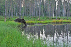 finlande lentiira bear centre observation faune sauvage ours voyage o-nord