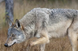finlande lentiira bear centre observation faune sauvage loup voyage o-nord