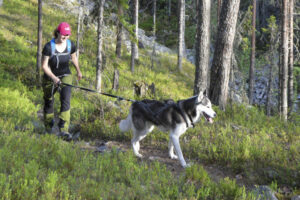 finlande oulu syote hoss parc national randonnee husky forets lacs voyage o-nord
