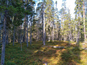 finlande oulu randonnee syote kuusamo vtt parc national oulanka bois forets lacs voyage o-nord