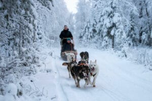 finlande syote pudasjarvi sejour famille pere noel hiver safari chiens arbres neige voyage o-nord
