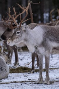 finlande syote pudasjarvi sejour famille pere noel hiver visite ferme rennes neige voyage o-nord