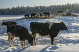 finlande syöte séjour hiver foret neige ferme élevage voyage sur mesure o-nord