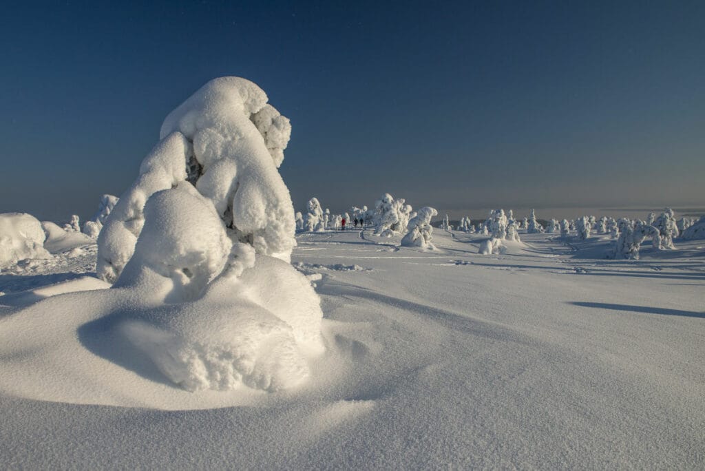 finlande laponie syote paysages hivernales neige arbres voyage sur mesure o-nord