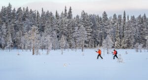finlande kuhmo sejour loup arctique aurores boreales ski randonnee neige voyage o-nord