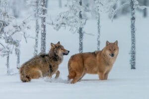 finlande kuhmo sejour loup arctique neige voyage o-nord