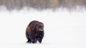 finlande kuhmo sejour loup arctique aurores boreales glouton neige voyage o-nord